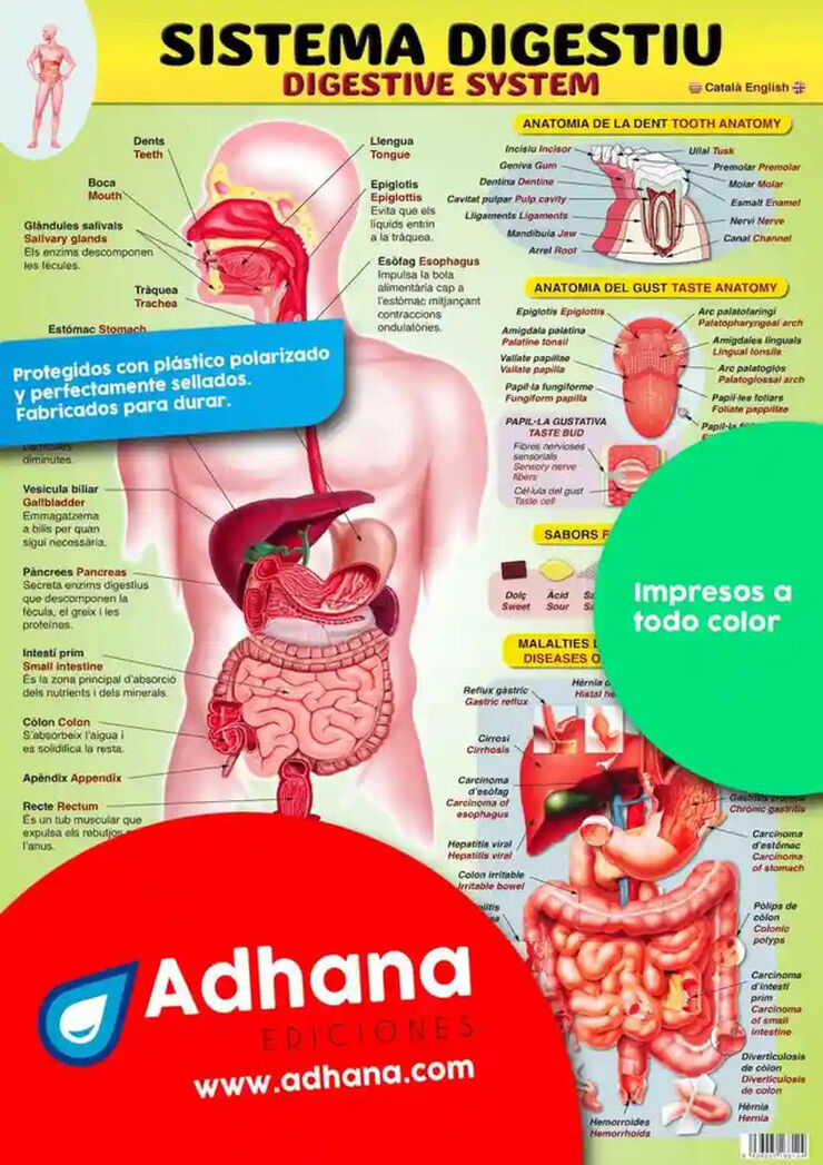 ADHAC 35X50 Sistema digestiu