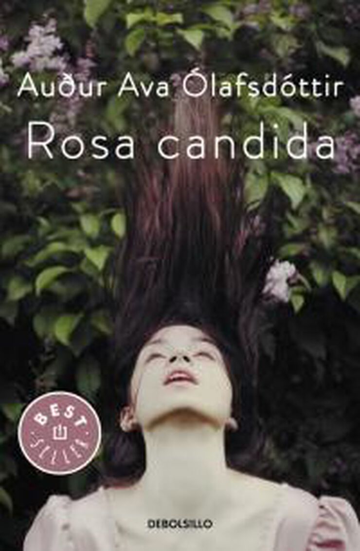 Rosa cándida
