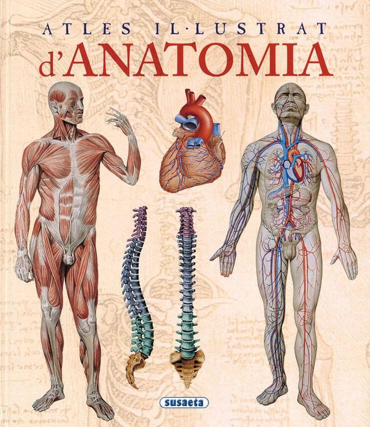 Anatomia