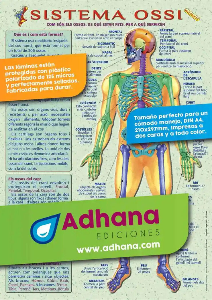 Adhav sistema ossi