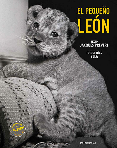 El peque&ntilde;o le&oacute;n