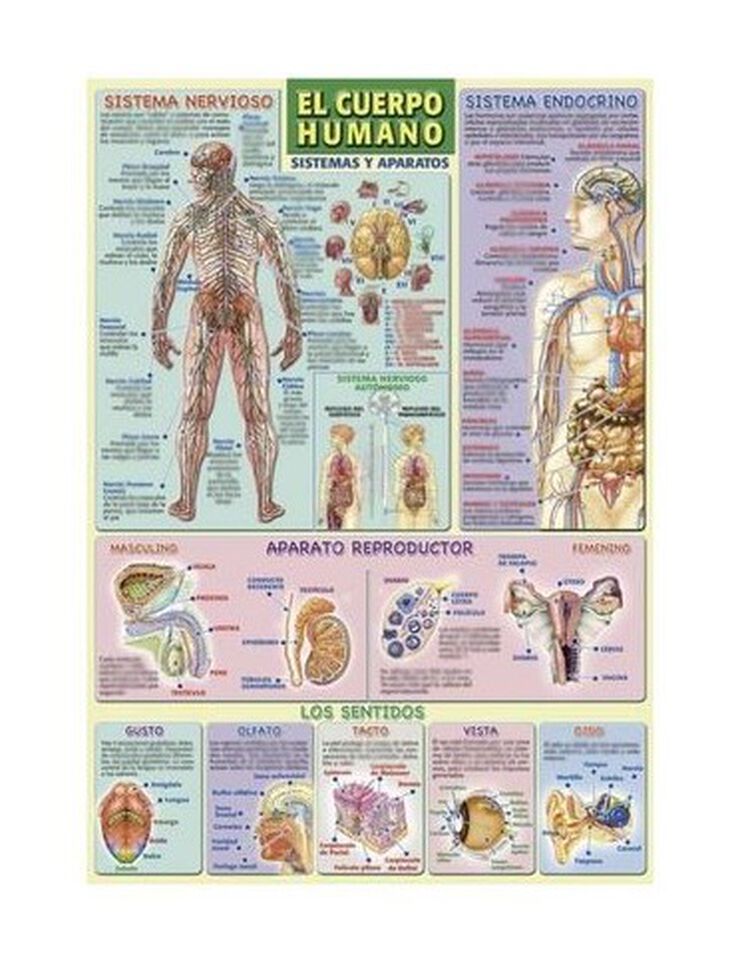 ADHA Cuerpo humano/Sistemas y aparatos