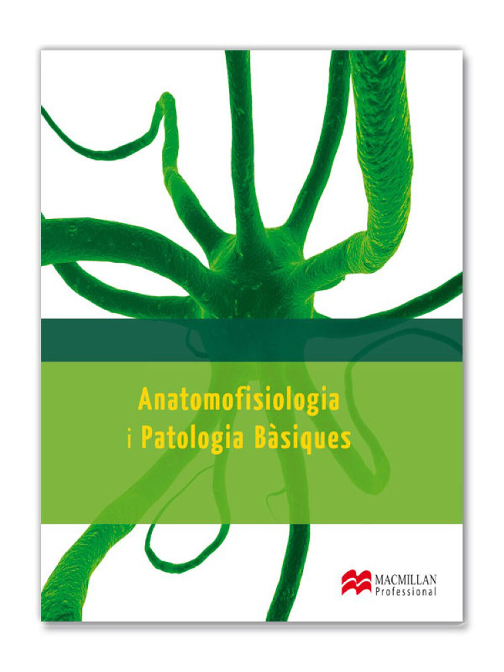 Anatomofisiologia i Patologia Basique 13