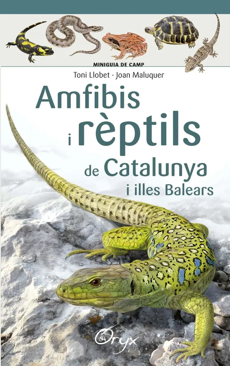 Amfibis i r&egrave;ptils de Catalunya i illes Balears