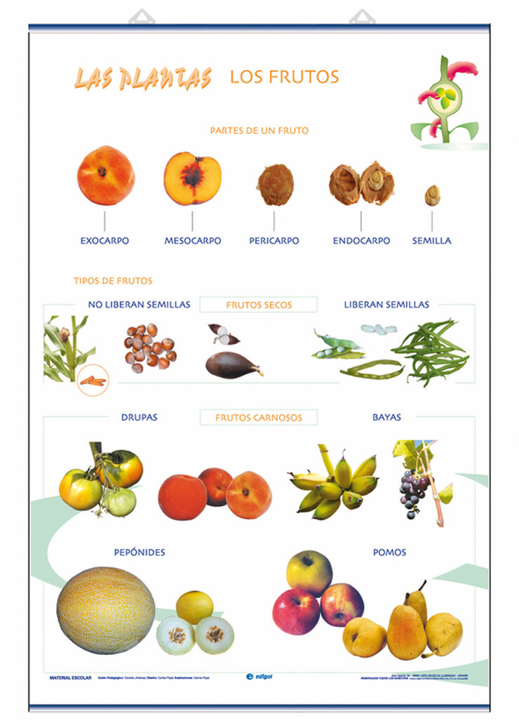 Edigol lcp frutos/utilidades/70x100