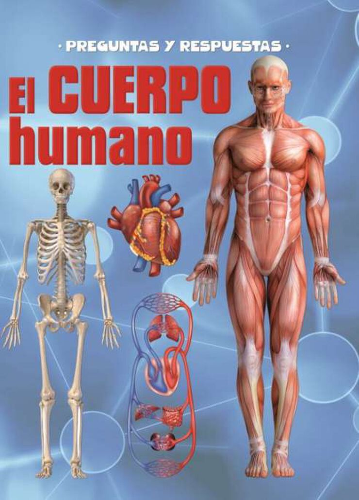 Preguntas y respuestas. El cuerpo humano