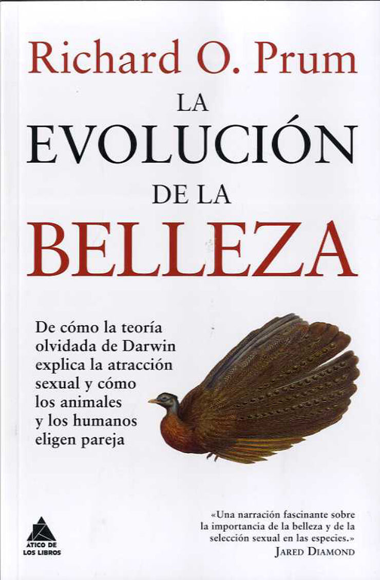 La evolución de la belleza