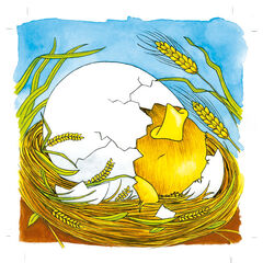 Encaix evolutiu la gallina