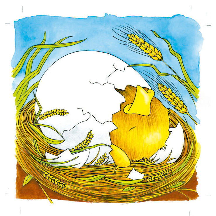 Encaix evolutiu la gallina
