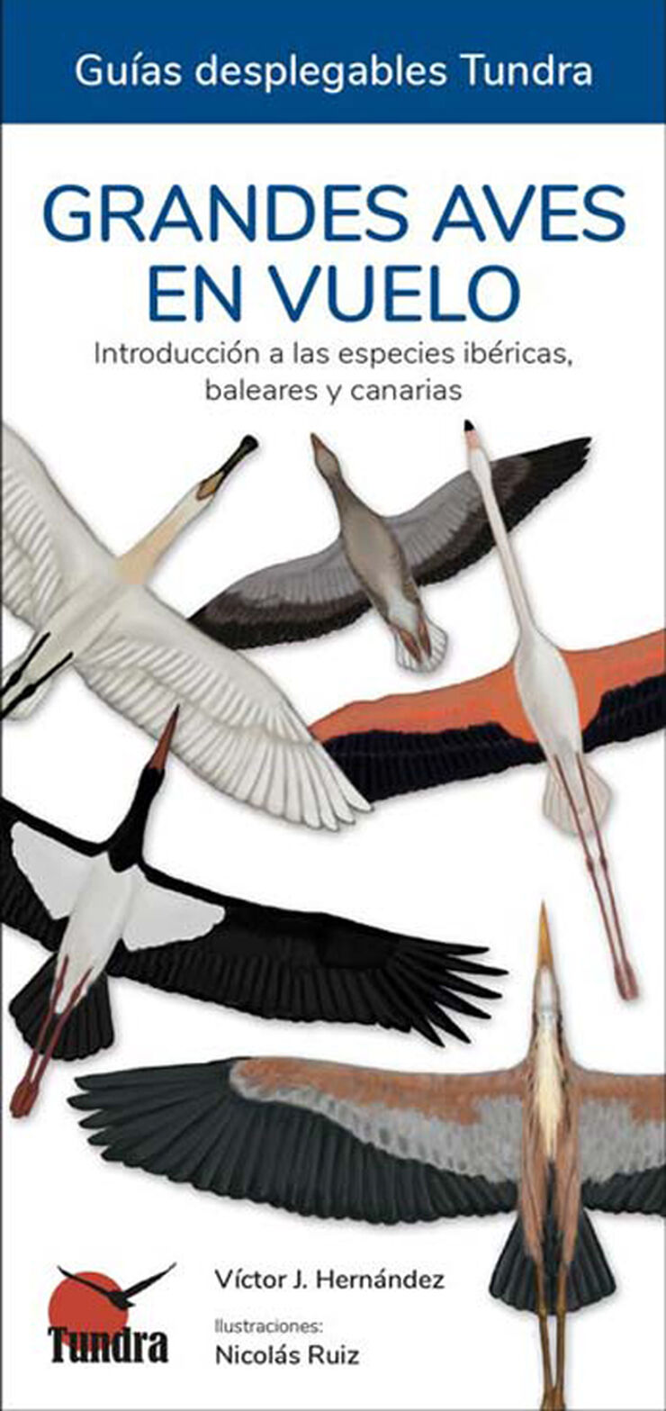 Grandes aves en vuelo. Introducción a las especies ibéricas, baleares y canarias