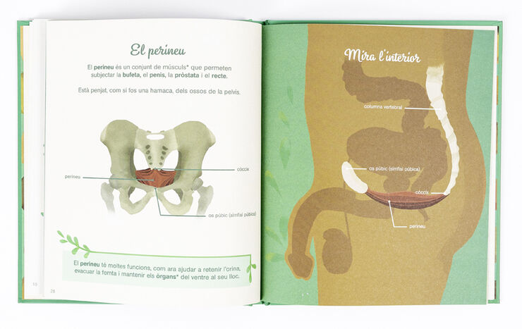El petit atles de la intimitat: el penis, els testicles, les ereccions i més