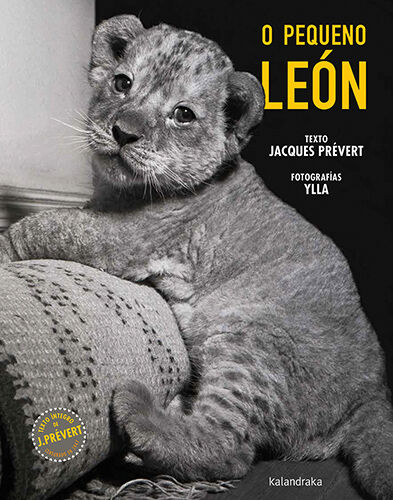 O pequeno le&oacute;n