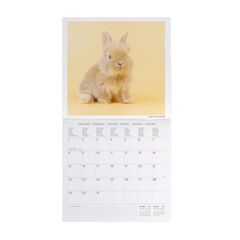 Calendario pared Legami 30X29 2024 Honey Bunny