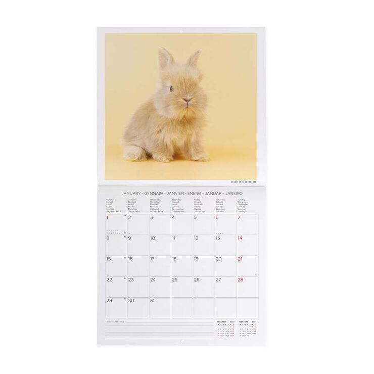 Calendari paret Legami 30X29 2024 Honey Bunny