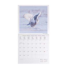 Calendari paret Legami 30X29 2024 Owls