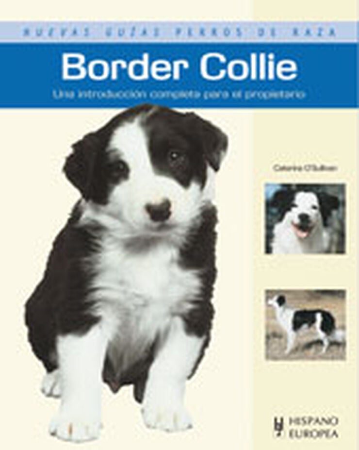 Border collie