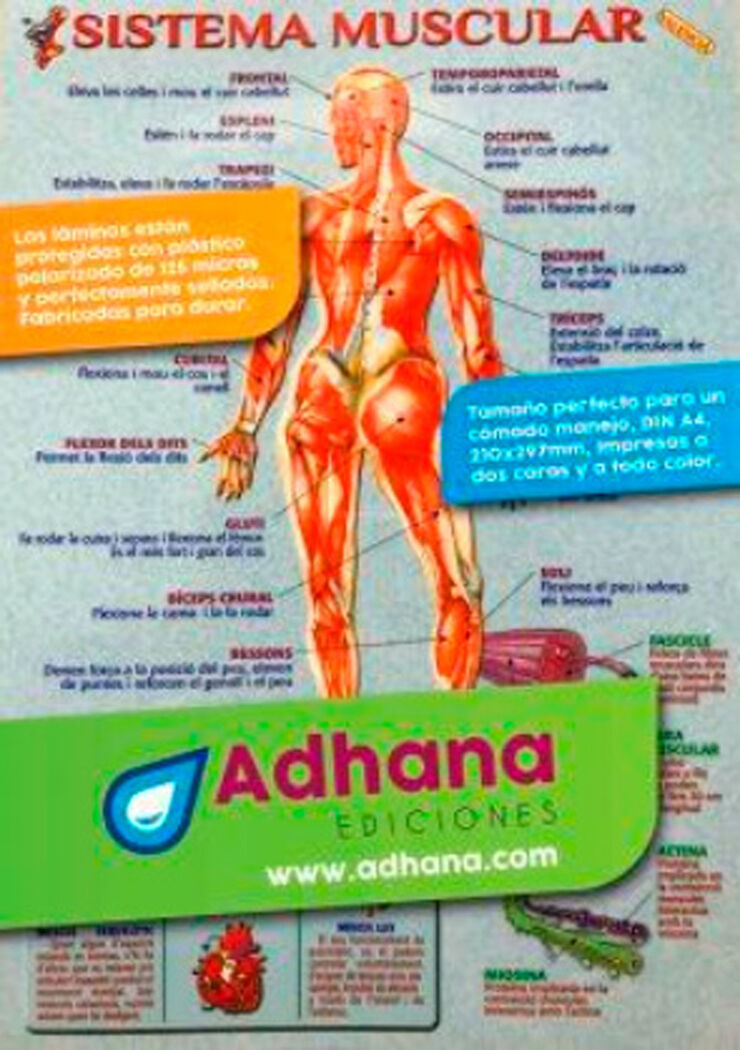 ADHAC Sistema muscular ADHAC Sistema muscular