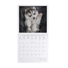 Calendario pared Legami 30x29cm 2026 Puppies