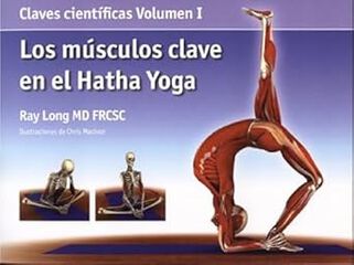 Músculos clave en el Hatha Yoga, Los