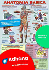 Anatomia b&agrave;sica