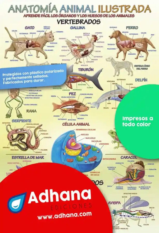 ADHA 35X50 Anatom&iacute;a Animal Ilustrada