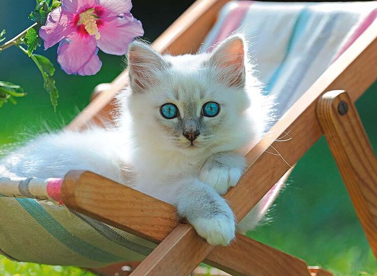 Puzle XXL 200 piezas Gatito blanco