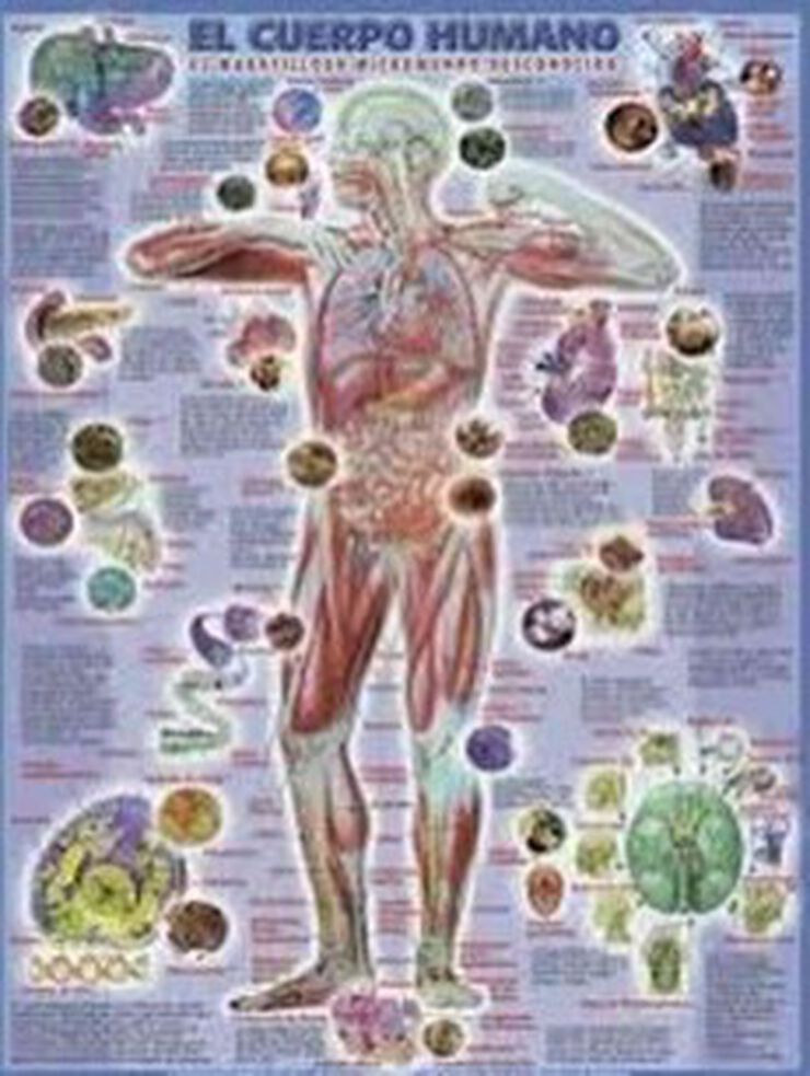 ADHA Cuerpo humano ADHA Cuerpo humano