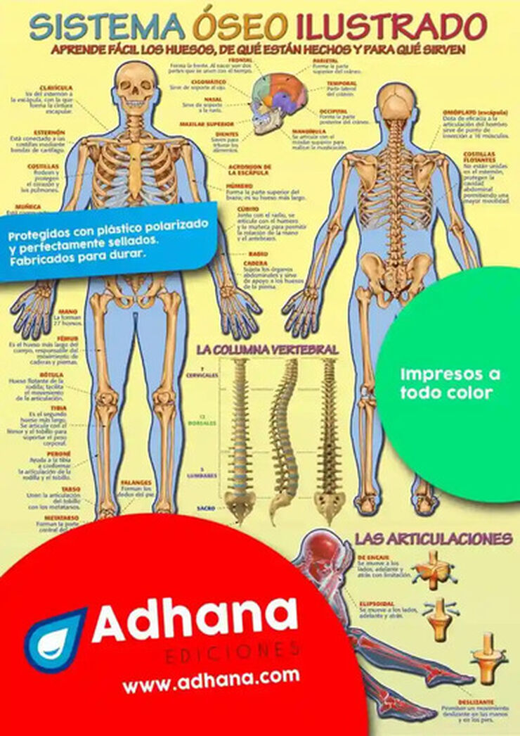 ADHA 35X50 Sistema Óseo Ilustrado
