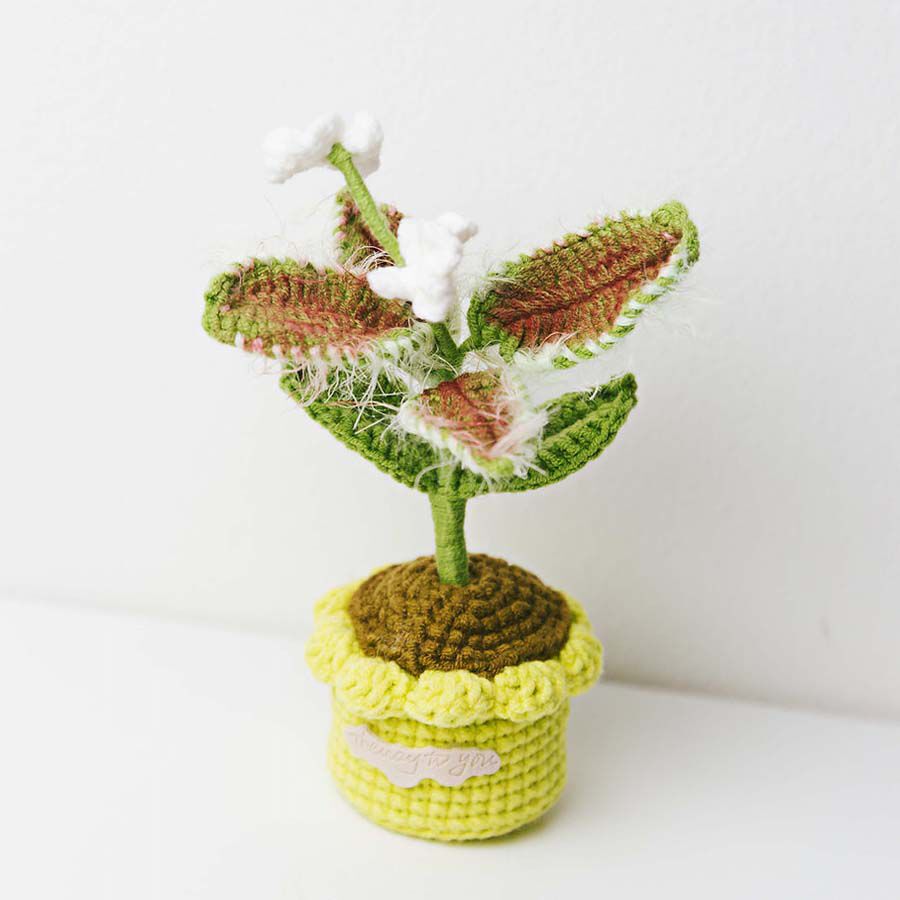 Planta de Ganchillo Venus