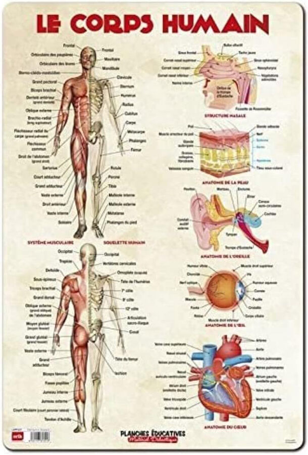 L&aacute;mina educativa Le corps humain