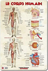 Lámina educativa Le corps humain
