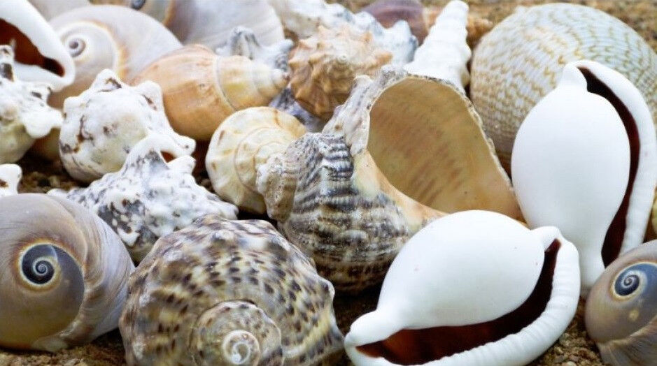 Bolsa Anthony Peters Conchas marinas grandes