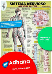 ADHA 35X50 Sistema Nervioso
