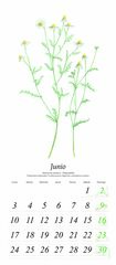Calendari paret Flora Plantes Medicinals 2024 castellà