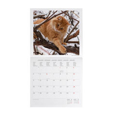 Calendario Legami 30x29 Pared Cats Multiling&uuml;e 2027