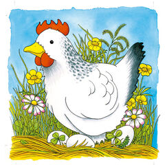 Encaix evolutiu la gallina