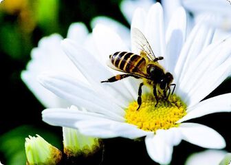 Fotoimágenes Animales