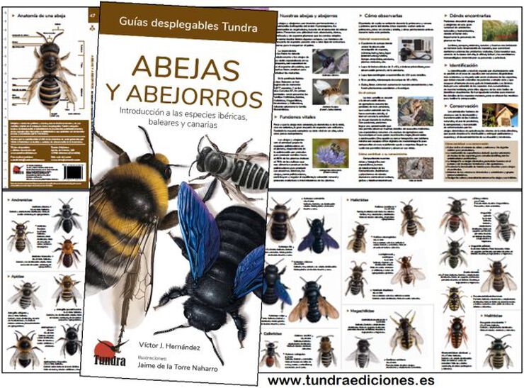 Abejas y abejorros