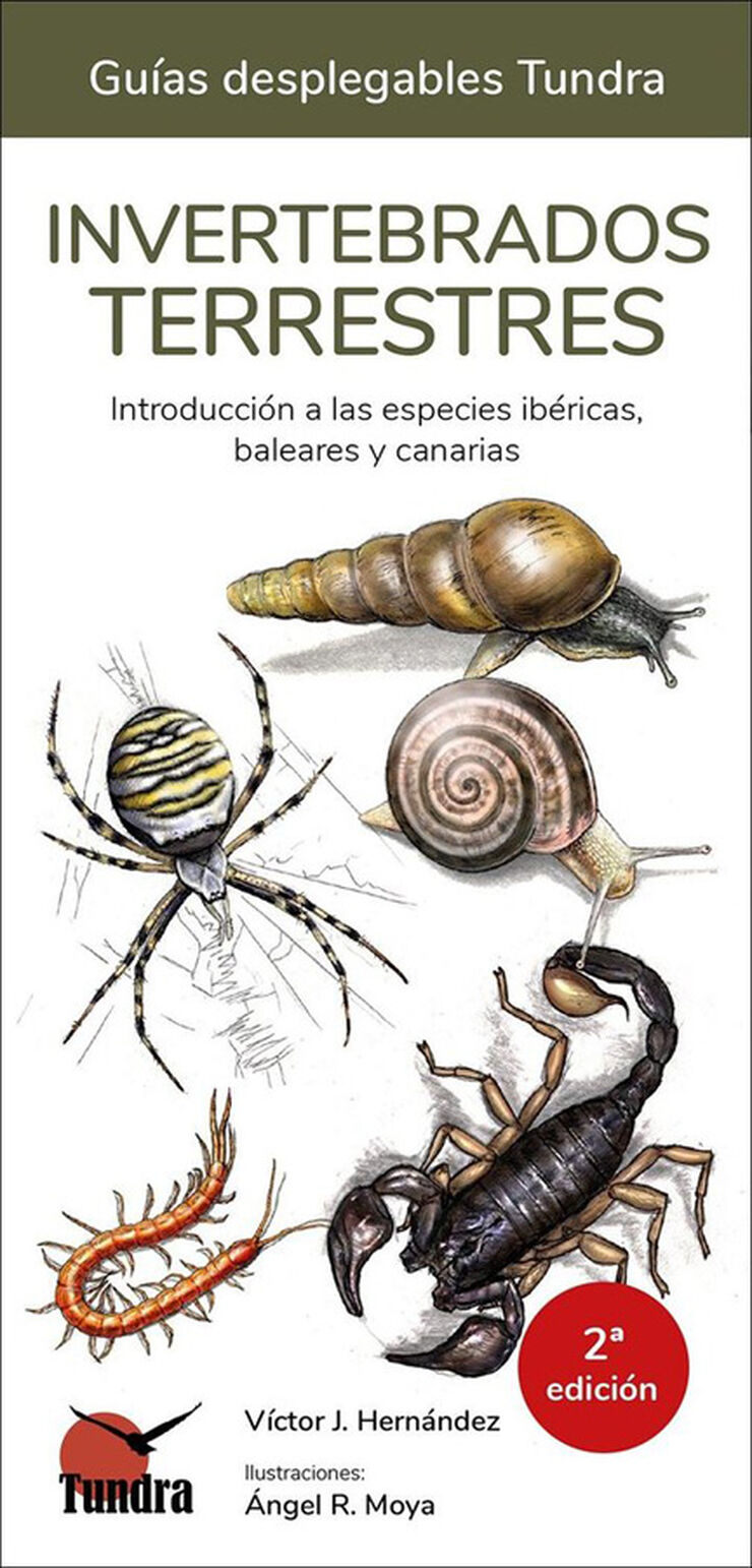 Invertebrados terrestres