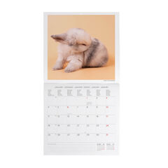 Calendario Legami 30x29 Pared Honey Bunny Multiling&uuml;e 2027