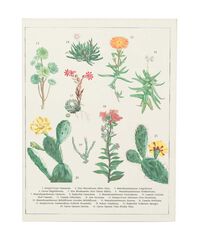 Carpeta A5 Con Pinza Kokonote Botanical Cacti