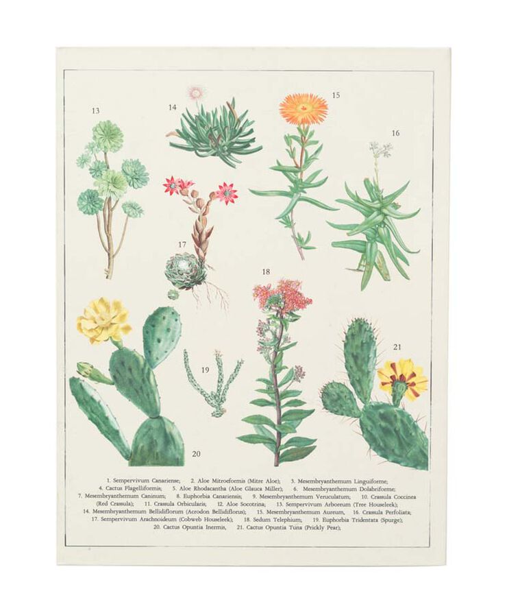 Carpeta A5 Con Pinza Kokonote Botanical Cacti