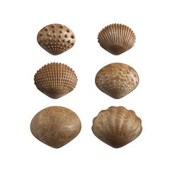 Conchas táctiles Eco 36 unidades