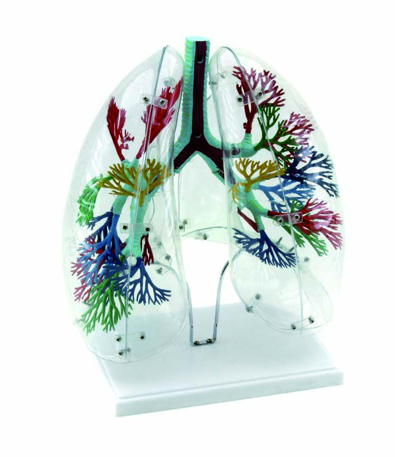 Pulmones